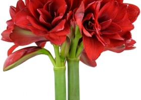 hippeastrum Double Dragon (1)